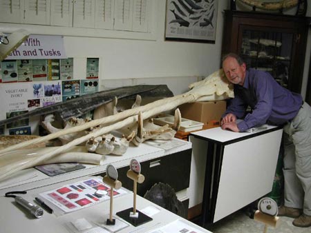 Alan Hodgkinson playfully poses with two of Bobby Mann’s huge narwhal treasures.