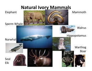 Ivory Identification